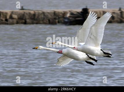 Bildnummer: 53840977  Datum: 07.03.2010  Copyright: imago/Xinhua (100308) -- RONGCHENG (SHANDONG), March 8, 2010 (Xinhua) -- Whooper swans with bands flutter over a lake in Rongcheng City, east China s Shandong Province, March 7, 2010. Along with the growing temperature, whooper swans which have wintered in the Rongcheng Nature Reserve are flying north to breed in the temperate or Arctic summer. (Xinhua/Yu Qibo) (wqq) (3)CHINA-SHANDONG-RONGCHENG-WHOOPER SWAN-FLYWAY (CN) PUBLICATIONxNOTxINxCHN Tiere Vogel Schwan Singschwan Cygnus cygnus kbdig xdp 2010 quer    Bildnummer 53840977 Date 07 03 2010 Stock Photo