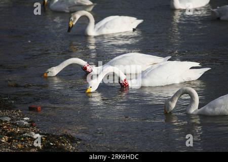 Bildnummer: 53840975  Datum: 07.03.2010  Copyright: imago/Xinhua (100308) -- RONGCHENG (SHANDONG), March 8, 2010 (Xinhua) -- Whooper swans forage for food at a lake in Rongcheng City, east China s Shandong Province, March 7, 2010. Along with the growing temperature, whooper swans which have wintered in the Rongcheng Nature Reserve are flying north to breed in the temperate or Arctic summer. (Xinhua/Yu Qibo) (wqq) (4)CHINA-SHANDONG-RONGCHENG-WHOOPER SWAN-FLYWAY (CN) PUBLICATIONxNOTxINxCHN Tiere Vogel Schwan Singschwan Cygnus cygnus kbdig xdp 2010 quer    Bildnummer 53840975 Date 07 03 2010 Copy Stock Photo