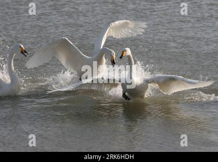 Bildnummer: 53840976  Datum: 07.03.2010  Copyright: imago/Xinhua (100308) -- RONGCHENG (SHANDONG), March 8, 2010 (Xinhua) -- Whooper swans frolic at a lake in Rongcheng City, east China s Shandong Province, March 7, 2010. Along with the growing temperature, whooper swans which have wintered in the Rongcheng Nature Reserve are flying north to breed in the temperate or Arctic summer. (Xinhua/Yu Qibo) (wqq) (6)CHINA-SHANDONG-RONGCHENG-WHOOPER SWAN-FLYWAY (CN) PUBLICATIONxNOTxINxCHN Tiere Vogel Schwan Singschwan Cygnus cygnus kbdig xdp 2010 quer    Bildnummer 53840976 Date 07 03 2010 Copyright Ima Stock Photo