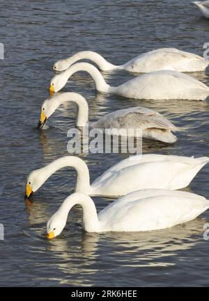 Bildnummer: 53840978  Datum: 07.03.2010  Copyright: imago/Xinhua (100308) -- RONGCHENG (SHANDONG), March 8, 2010 (Xinhua) -- Whooper swans forage for food at a lake in Rongcheng City, east China s Shandong Province, March 7, 2010. Along with the growing temperature, whooper swans which have wintered in the Rongcheng Nature Reserve are flying north to breed in the temperate or Arctic summer. (Xinhua/Yu Qibo) (wqq) (5)CHINA-SHANDONG-RONGCHENG-WHOOPER SWAN-FLYWAY (CN) PUBLICATIONxNOTxINxCHN Tiere Vogel Schwan Singschwan Cygnus cygnus kbdig xdp 2010 hoch    Bildnummer 53840978 Date 07 03 2010 Copy Stock Photo