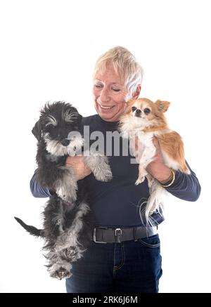schnauzer in miniatura, chihuahua e donna di fronte a sfondo bianco Foto Stock