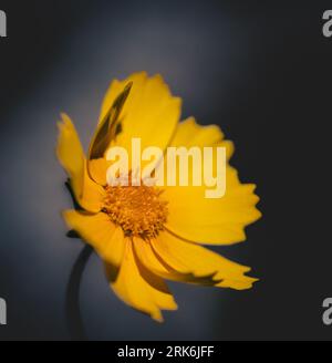 A closeup of a lanceleaf tickseed flower on a dark background Stock Photo