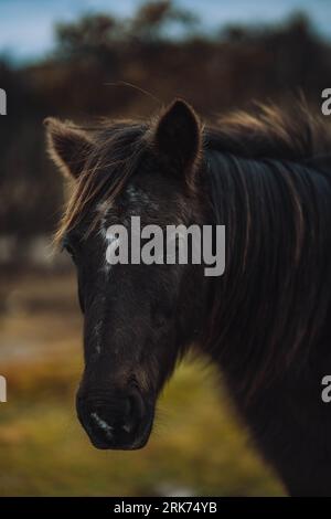 A close-up of the head and shoulders of a brown horse in a lush green field Foto Stock
