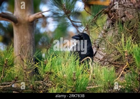 Corvo nero adulto, corvo corone, arroccato su un pino, con sfondo verde tenue. Foto Stock