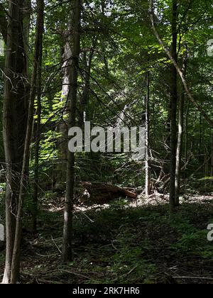 Canada, Québec, montréal, Arbres centre ville e parc du Mont Royal. Promenade, vert, poumon de la ville de Montréal hauteur de la ville croix dans le Foto Stock