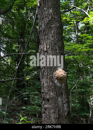 Canada, Québec, montréal, Arbres centre ville e parc du Mont Royal. Promenade, vert, poumon de la ville de Montréal hauteur de la ville croix dans le Foto Stock