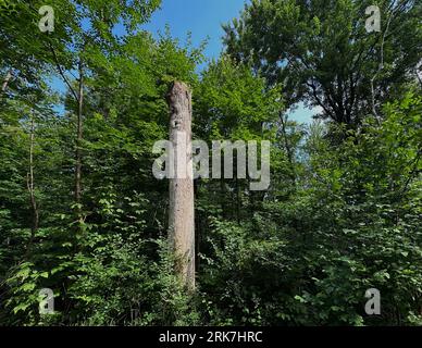 Canada, Québec, montréal, Arbres centre ville e parc du Mont Royal. Promenade, vert, poumon de la ville de Montréal hauteur de la ville croix dans le Foto Stock