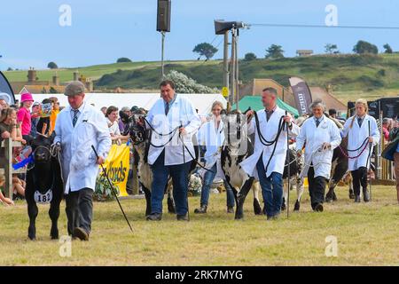 West Bay, Dorset, Regno Unito. 24 agosto 2023. Il bestiame nella Grand Parade of Animals al Melplash Agricultural Show a West Bay vicino Bridport nel Dorset, in un pomeriggio di caldi incantesimi soleggiati. Foto: Graham Hunt/Alamy Live News Foto Stock