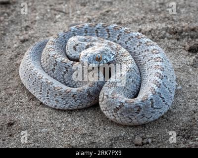 Primo piano di un mangiatore di uova rombico (Dasypeltis scabra), una specie non velenosa originaria di Foto Stock