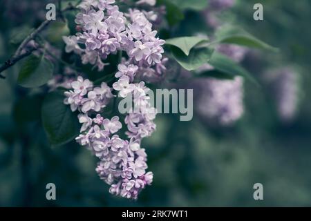 In spring, the flowers of the double lilac bloom. Lilac blooms in spring. View of the spring flowering of lilac. High quality photo Stock Photo