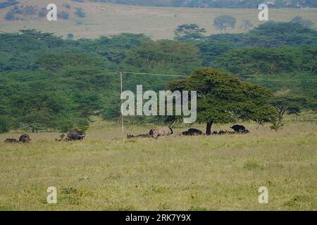 Black rhinoceros with herd of african buffalo on savanna at Lake Nakuru National Park, Rift Valley region, Kenya in 2023 warm sunny winter day on July Stock Photo