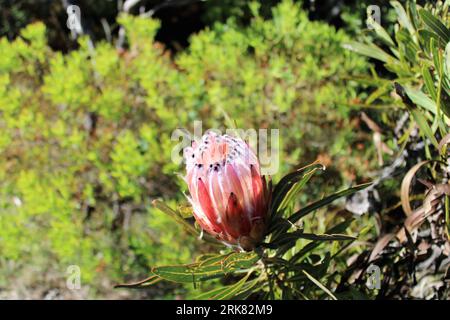 A vibrant pink Protea neriifolia flower blooming in a lush green garden setting Stock Photo