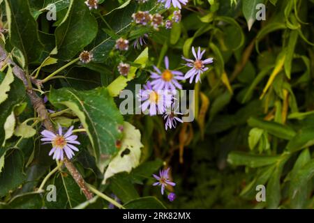 Un primo piano di un vivace cespuglio con un gruppo di fiori viola di salice Astra e foglie verdi lussureggianti in varie dimensioni Foto Stock