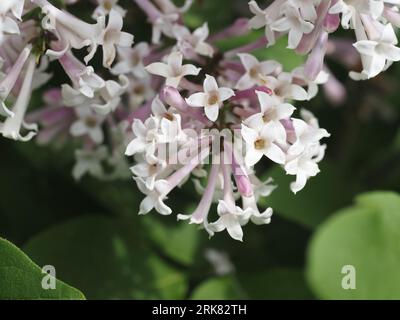 La signorina Kim Lilac fiorisce a tarda primavera. Nome scientifico: Syesel pubescens. Famiglia: Oleaceae. Ordine: Lamiales. Regno: Plantae. Foto Stock