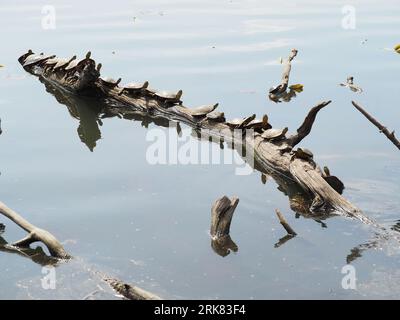 Tartarughe che prendono il sole su un tronco durante le ore di mezzogiorno al lago Normandale a Bloomington, Minnesota (maggio) Foto Stock