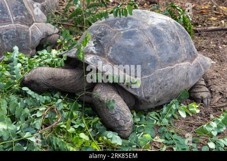Aldabra giant tortoise eating green leaves in the wild. Aldabrachelys gigantea. Seychelles Stock Photo