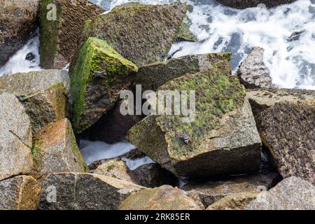 I granchi si trovano sulle rocce bagnate costiere dell'isola di Mahe, Seychelles. Grapsus tenuicrustatus Foto Stock