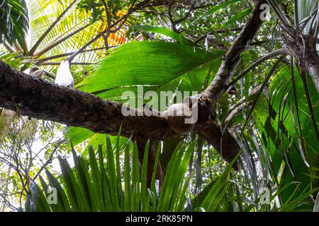 Volpi volanti che mangiano frutti di un albero di Breadfruit in natura. Pteropus è un genere di megabat. Sono comunemente noti come pipistrelli della frutta Foto Stock