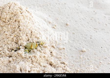 Horn-eyed ghost crab is hiding in white coastal sand of La Digue island, Seychelles. Green Ocypode Ceratophthalmus, the horned ghost crab. Foto Stock