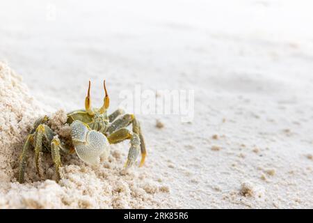 Green Ocypode Ceratophthalmus, il granchio fantasma con corna o il granchio fantasma con gli occhi di corno si trova sulla sabbia bianca costiera dell'isola di la Digue, Seychelles Foto Stock