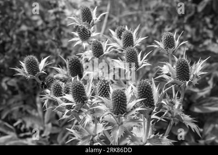 Eryngiums conosciuto anche come agrifoglio di mare con foglie spinose e una caratteristica ruff intorno ai fiori in bianco e nero Foto Stock