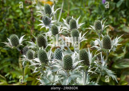 Eryngiums conosciuto anche come agrifoglio di mare con foglie spinosi e una caratteristica ruff intorno ai fiori Foto Stock