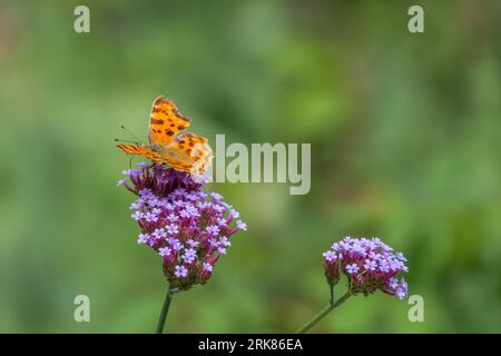virgola con ali dorsali arancioni e marrone scuro prominenti su vervano viola con sfondo verde sfocato Foto Stock