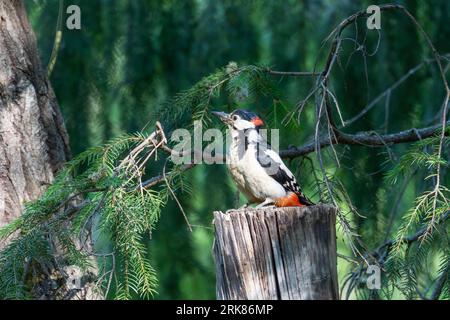 A red-crowned woodpecker perched atop a weathered tree stump. Foto Stock