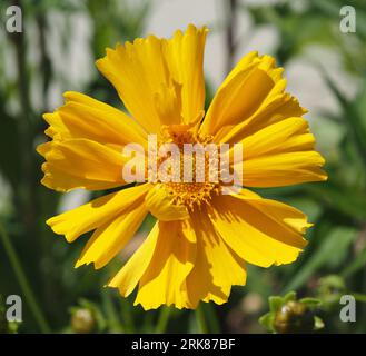 Lanceleaf Tickseed. Nome scientifico: Coreopsis lanceolata. Classificazione superiore: Tickseed. Famiglia: Asteraceae. Ordine: Asterales. Regno: Plantae. Foto Stock