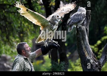 Jihlava, Repubblica Ceca. 24 agosto 2023. Ogni giorno i predatori volano in alto. Il Falconer Eduard Skoloud presenta rapaci ai visitatori dello zoo. Situato presso lo zoo di Jihlava, potrai trovarti faccia a faccia con la magnifica aquila calva e gli splendidi gufi. Durante il giorno potrai assistere a uno dei più emozionanti spettacoli di "uccelli rapaci" della Repubblica Ceca. In foto l'aquila-gufo eurasiatico (Credit Image: © Slavek Ruta/ZUMA Press Wire) SOLO USO EDITORIALE! Non per USO commerciale! Foto Stock