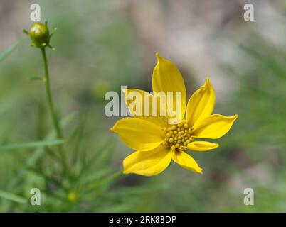 'Zagreb' - Whorled tickseed. Common Name: Threadleaf Coreopsis. Scientific name: Coreopsis verticillata. Family: Asteraceae. Order: Asterales. Stock Photo