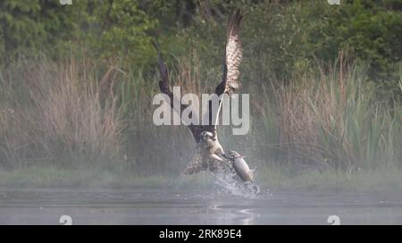 Un maestoso falco pescatore sta prendendo il volo con un pesce appena pescato nei suoi taloni Foto Stock