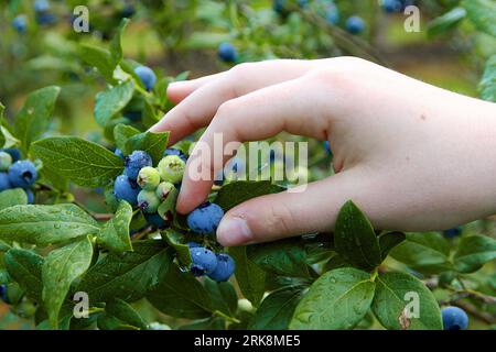 Primo piano di una mano che raccoglie un mirtillo succoso, maturo e ricoperto di rugiada da un cespuglio di mirtilli in estate Foto Stock