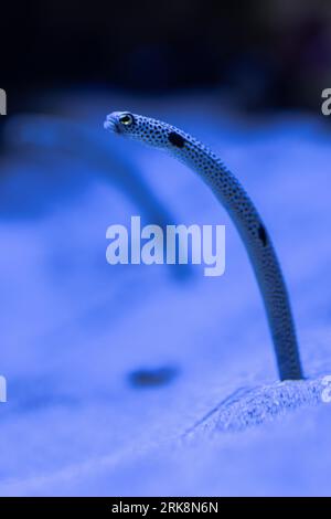 Spotted Garden Eel (Heteroconger Hassi) Foto Stock