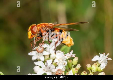 Volucella zonaria, il calabrone imita l'hoverfly, appoggiato su un fiore. Foto Stock