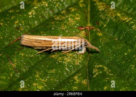 Agriphila tristella, la comune falena in erba impiallacciata, che riposa su una foglia bagnata la mattina presto. Foto Stock