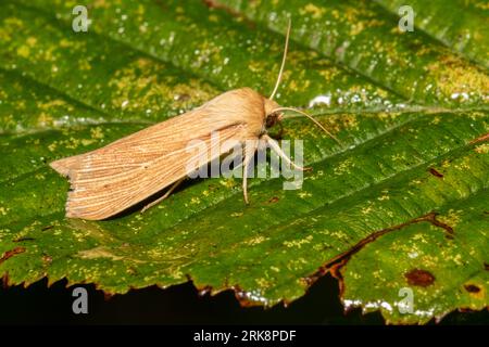 Mythimna pallens, la comune falena da wainscot, riposa su una foglia bagnata la mattina presto. Foto Stock