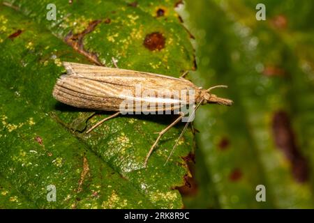 Agriphila tristella, la comune falena in erba impiallacciata, che riposa su una foglia bagnata la mattina presto. Foto Stock