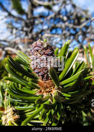 Primo piano di un piccolo cono di pino setlecone color porpora, Pinus Longaeva, Foto Stock