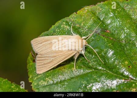 Mythimna pallens, una comune falena da wainscot, che riposa su una foglia bagnata la mattina presto. Foto Stock