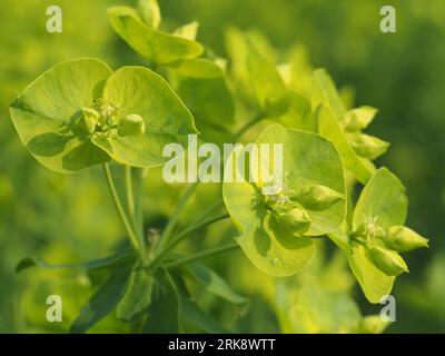 Wood spurge. Scientific name: Euphorbia amygdaloides. Higher classification: Spurges. Family: Euphorbiaceae. Kingdom: Plantae. Stock Photo