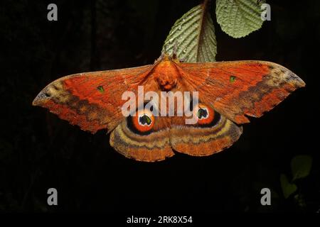 Bildnummer: 54081266  Datum: 26.05.2010  Copyright: imago/Xinhua (100527) -- BAOSHAN, May 27, 2010 (Xinhua) -- The photo taken on May 26, 2010 shows a moth in Gaoligong Mountain, southwest China s Yunnan Province. Located on the west bank of Nujiang River in the west of Yunnan Province, Gaoligong Mountain is a renowned deep fracture longitudinal valley. Gaoligong Mountain National Nature Reserve covers a total area of 120,000 hectares with forest coverage of 85 percent. The reserve is about 9 kilometers from the east to the west, and 135 kilometers long. It is characterized by its natural land Stock Photo