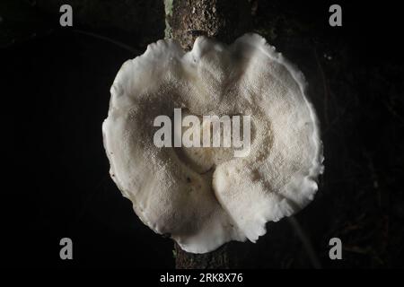 Bildnummer: 54081256  Datum: 27.05.2010  Copyright: imago/Xinhua (100527) -- BAOSHAN, May 27, 2010 (Xinhua) -- The photo taken on May 27, 2010 shows the fungus seen in Gaoligong Mountain, southwest China s Yunnan Province. Located on the west bank of Nujiang River in the west of Yunnan Province, Gaoligong Mountain is a renowned deep fracture longitudinal valley. Gaoligong Mountain National Nature Reserve covers a total area of 120,000 hectares with forest coverage of 85 percent. The reserve is about 9 kilometers from the east to the west, and 135 kilometers long. It is characterized by its nat Stock Photo