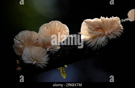 Bildnummer: 54081252  Datum: 23.05.2010  Copyright: imago/Xinhua (100527) -- BAOSHAN, May 27, 2010 (Xinhua) -- The photo taken on May 23, 2010 shows the fungus seen in Gaoligong Mountain, southwest China s Yunnan Province. Located on the west bank of Nujiang River in the west of Yunnan Province, Gaoligong Mountain is a renowned deep fracture longitudinal valley. Gaoligong Mountain National Nature Reserve covers a total area of 120,000 hectares with forest coverage of 85 percent. The reserve is about 9 kilometers from the east to the west, and 135 kilometers long. It is characterized by its nat Stock Photo