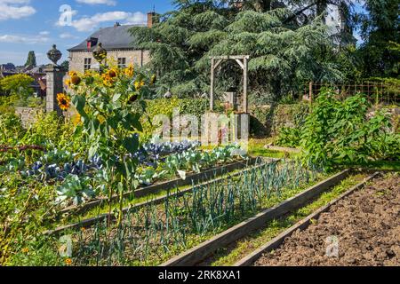 Raised beds for greens, cabbages and herbs growing at vegetable garden / kitchen garden / allotment protected by stone wall in summer Stock Photo