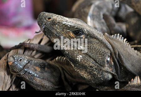 Bildnummer: 54085027  Datum: 28.05.2010  Copyright: imago/Xinhua (100529) -- MANAGUA, May 29, 2010 (Xinhua) -- Lizards for sale are seen at a market in Managua, capital of Nicaragua, May 28, 2010. Dishes made from lizards are part of the  culture in Nicaragua. It is rumoured that eating dishes made from lizards is good for who are weak or are just recovered from illness. Local government issued laws to protect wild animals, but more and more lizards are still hunted, which affects the survival of wild lizards in the country. (Xinhua/Jimmy Sanchez) (zhs) (4)NICARAGUA- CULTURE-LIZARDS PUBLICATIO Stock Photo
