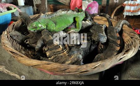 Bildnummer: 54085026 Datum: 28.05.2010 Copyright: imago/Xinhua (100529) -- MANAGUA, 29 maggio 2010 (Xinhua) -- Lizards in vendita sono visti in un mercato a Managua, capitale del Nicaragua, 28 maggio 2010. I piatti a base di lucertole fanno parte della cultura del Nicaragua. Si dice che mangiare piatti a base di lucertole sia un bene per chi è debole o è appena guarito dalla malattia. Il governo locale ha emanato leggi per proteggere gli animali selvatici, ma sempre più lucertole sono ancora cacciate, il che influisce sulla sopravvivenza delle lucertole selvatiche nel paese. (Xinhua/Jimmy Sanchez) (zhs) (6)NICARAGUA- CULTURE-LUCERTOLE PUBLICATIO Foto Stock