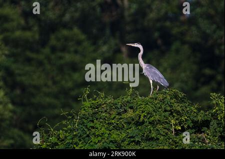 Ardea cinerea, alias airone grigio. Pesci maestosi che mangiano uccello nel suo habitat. In piedi sulla parte superiore della boccola sopra lo stagno. Natura della repubblica Ceca. Foto Stock