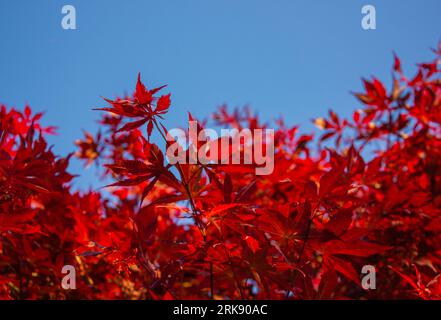 Acer Palmatum rosso, comunemente noto come acero palmato, acero giapponese o lisce foglie di acero giapponese sopra il cielo azzurro con spazio per la copia. Rosso brillante Foto Stock