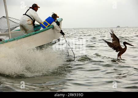 Bildnummer: 54113438  Datum: 05.06.2010  Copyright: imago/Xinhua (100606) -- JEFFERSON PARISH, June 6, 2010 (Xinhua) -- Carl Pellegrin (L) of the Louisiana Department of Wildlife and Fisheries and Tim Kimmel of the U.S. Fish and Wildlife Service prepare to net an oiled pelican in Barataria Bay, Louisiana, the United States, June 5, 2010. The pelican was successfully netted and transported to a facility on Grand Isle in Louisiana for stabilization before being taken to Fort Jackson Oiled Wildlife Rehabilitation Center in Venice, Louisiana, for cleaning. (Xinhua/U.S. Coast Guard Petty Officer 2n Stock Photo